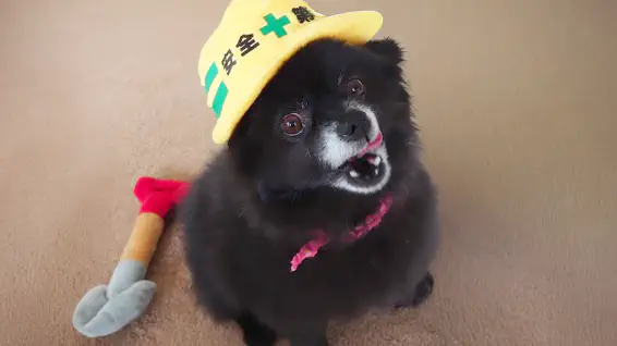 ワンちゃんの画像